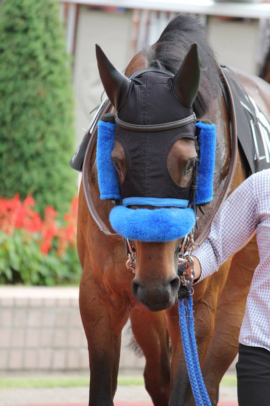競馬女子部 モフモフしたアレ