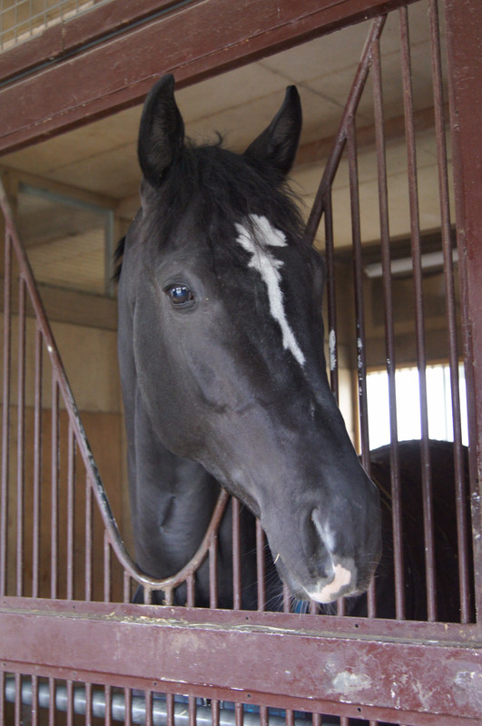 競馬女子部 色んな色イロイロ