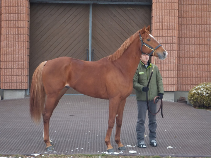 若者に人気のブランド 競馬女子部 : オルフェ到着！ アイドル