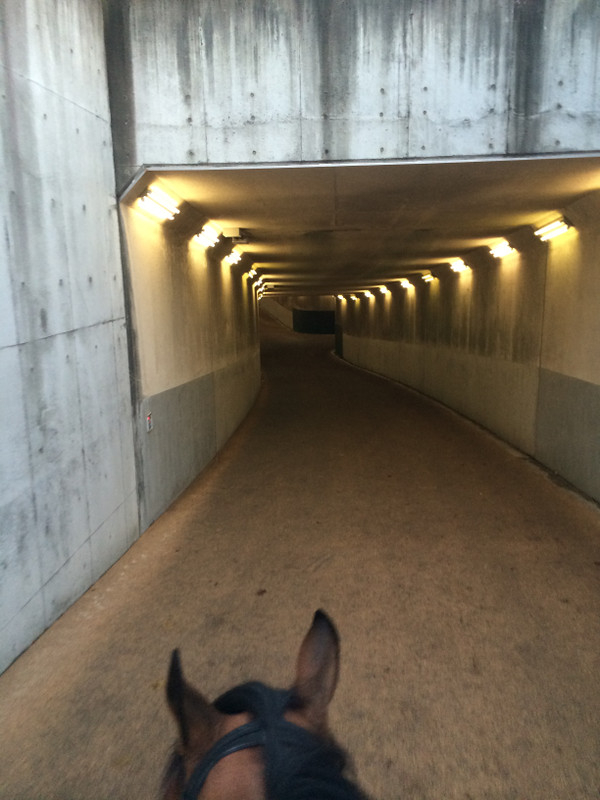 競馬女子部 トンネルの向こうは不思議の街でした