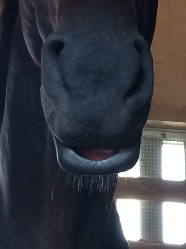 浦和競馬パーク