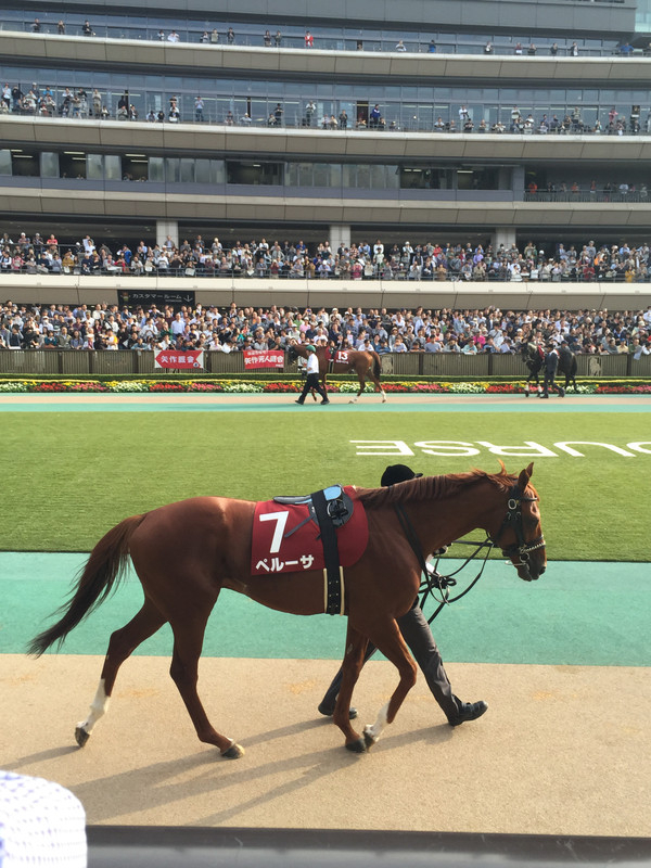 競馬女子部 : 全敗・・・