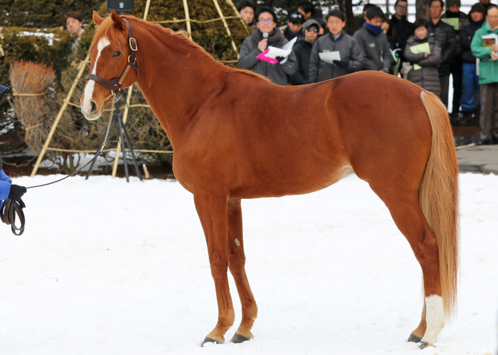 競馬女子部 : 社台スタリオンパレード。