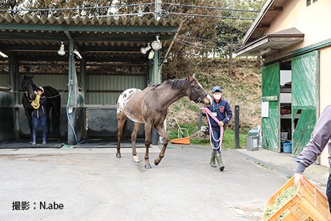 競馬女子部 Bokujob見学会 In 関東 松風馬事センター