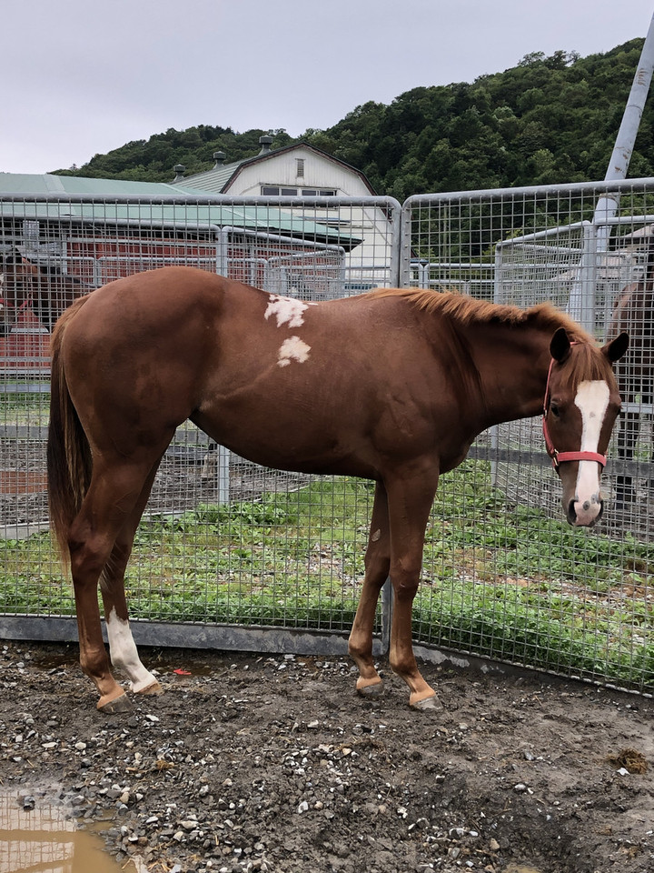 競馬女子部 お馬さん写真集