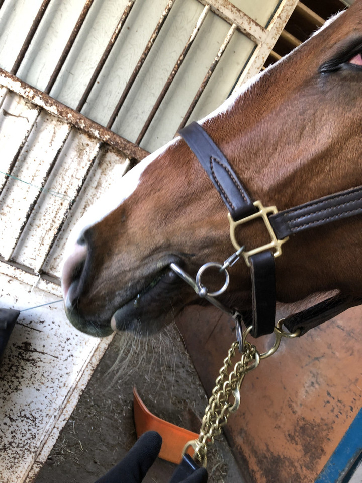 競馬女子部 お馬さん写真集