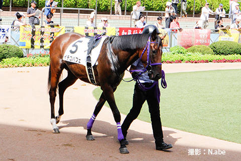 競馬女子部 かわいい馬名
