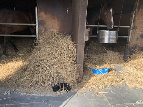 競馬女子部 アルプスの少女ハイジのような 秋冬の厩舎取材あるある