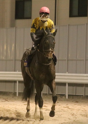 競馬女子部 南関東にゆかり深い仔たちが登場