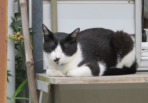 競馬女子部 小林牧場の番猫