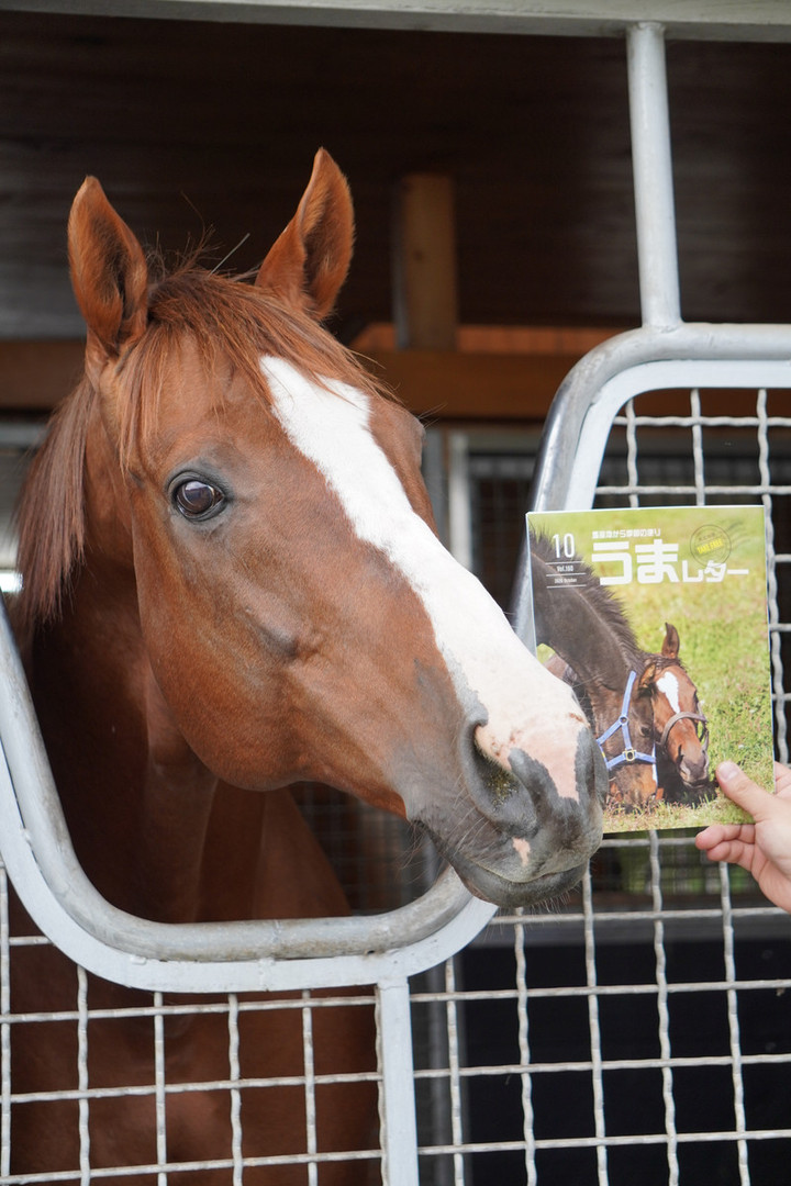 競馬女子部 うまレター10月号