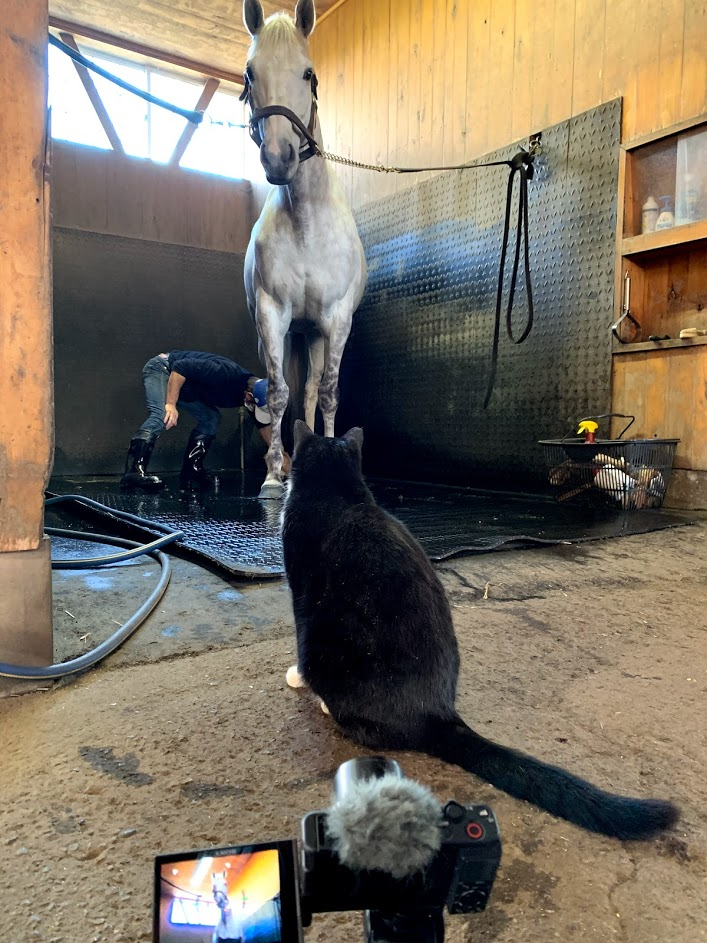 競馬女子部 アロースタッドの猫と馬