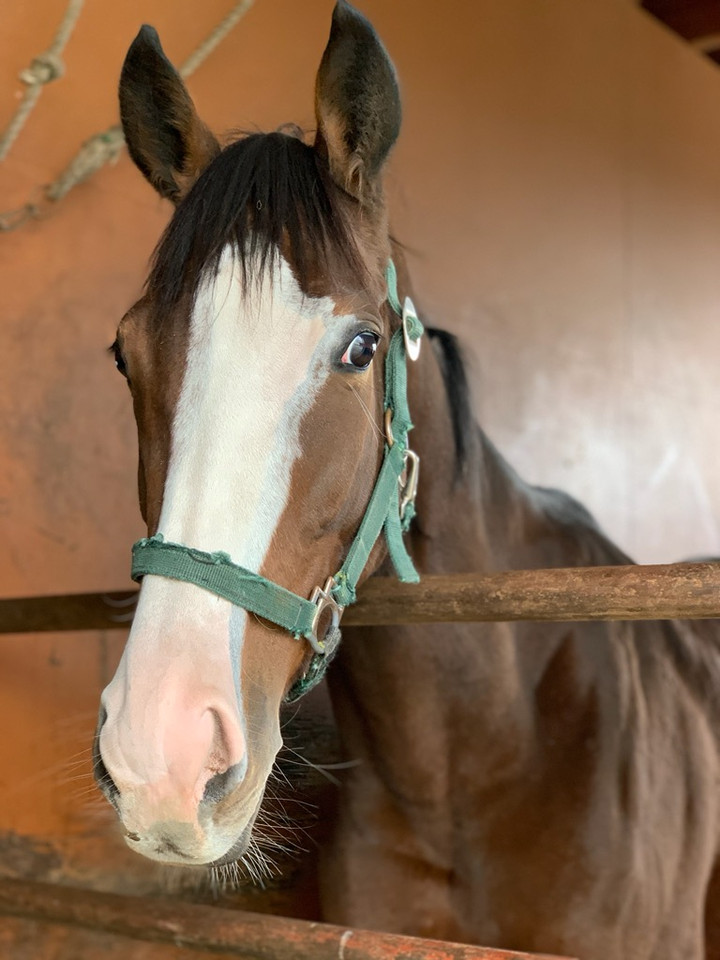 競馬女子部 : 日高の夢を奏でるメロディーレーン