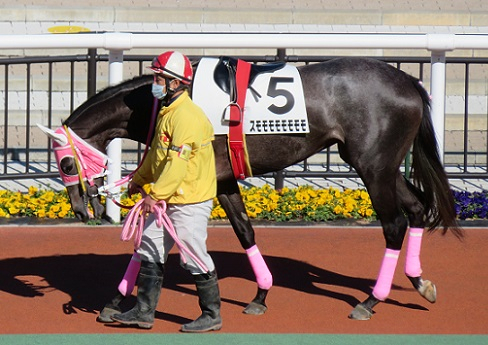 競馬女子部 : スモモモモモモモモ