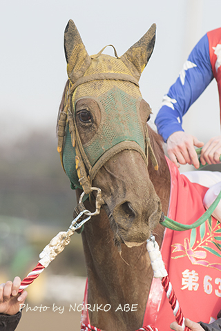 競馬女子部 : サウンドトゥルーお疲れ様でした。