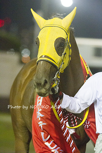 競馬女子部 : サウンドトゥルーお疲れ様でした。 