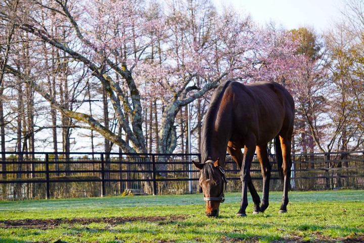 競馬女子部 馬たちの日常を覗いてみませんか