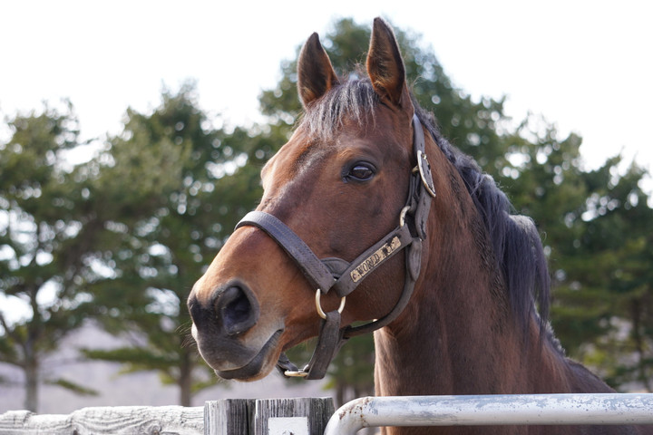 競馬女子部 馬たちの日常を覗いてみませんか