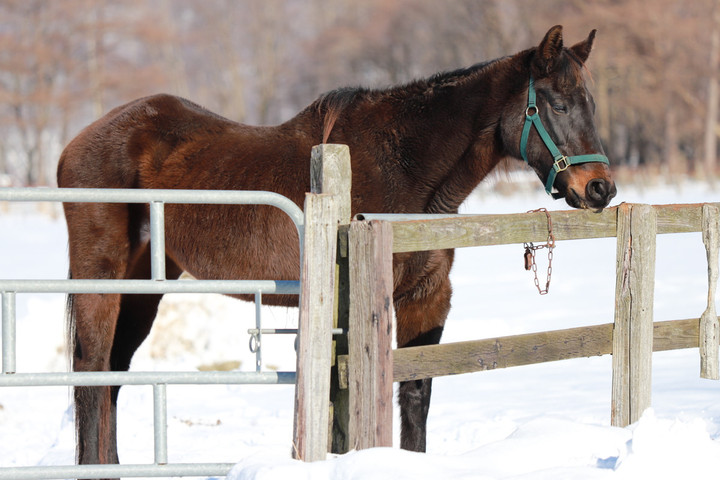 競馬女子部 ベラミロード 元気です
