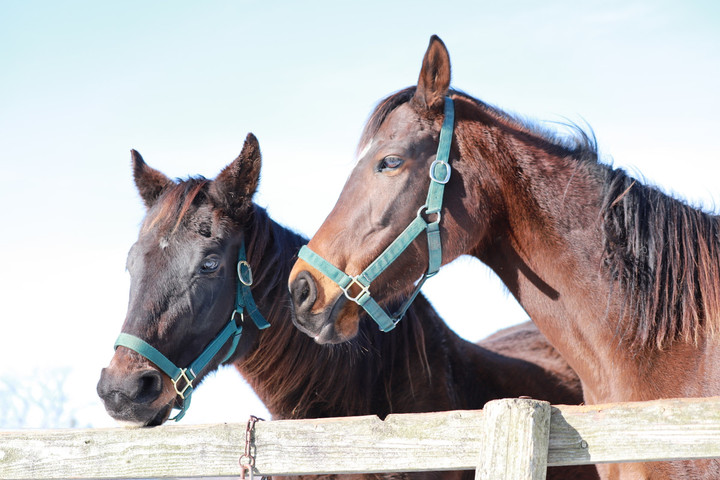 競馬女子部 ベラミロード 元気です