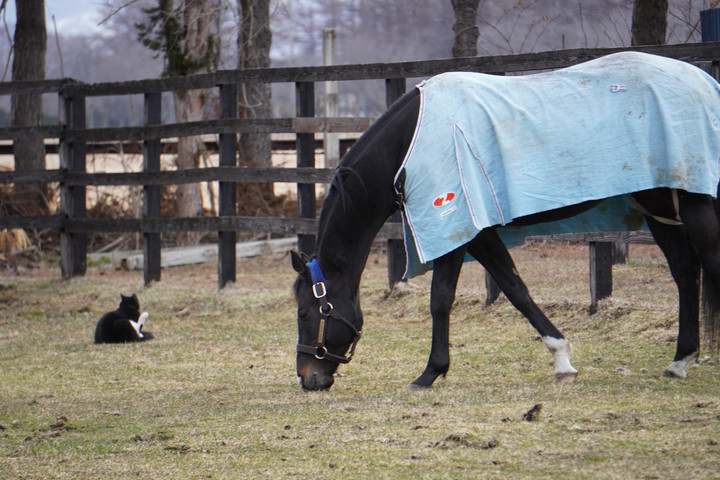 競馬女子部 馬と猫と過ごす時間