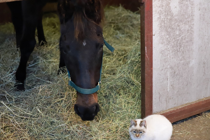 競馬女子部 馬と猫と過ごす時間