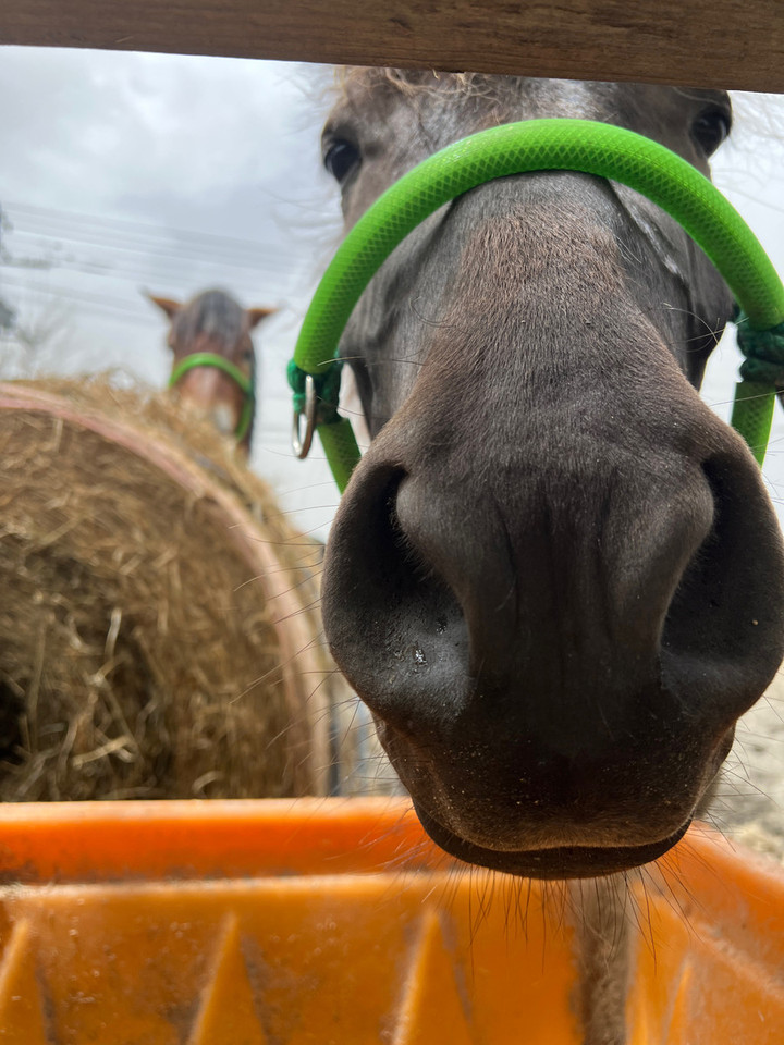 競馬女子部 : 札幌まちばしゃ、スタートです！