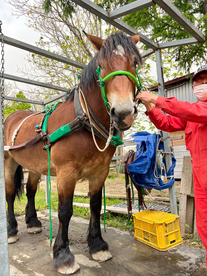 競馬女子部 : 札幌まちばしゃ、スタートです！