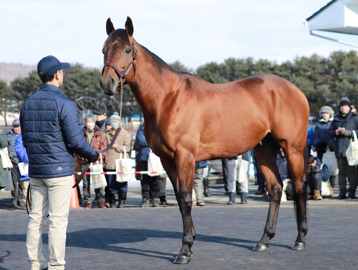 競馬女子部 : 2024年静内地区種牡馬展示会