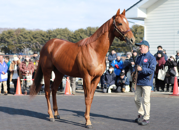 競馬女子部 : 2024年静内地区種牡馬展示会