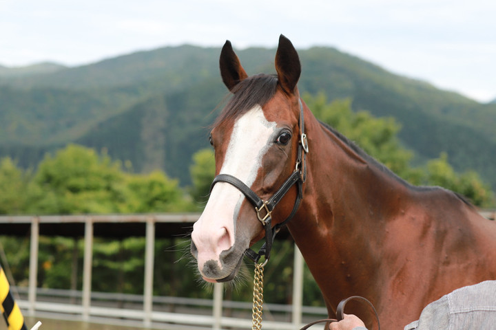 競馬女子部 : 久しぶりの新商品です