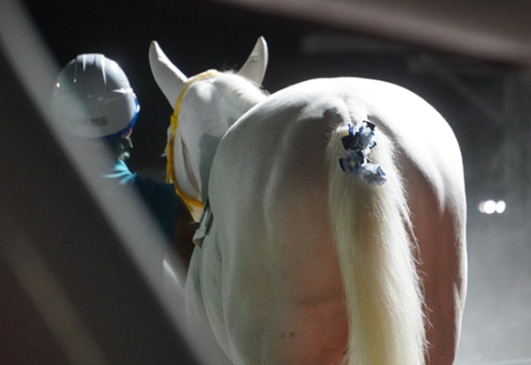 競馬女子部 : アオラキくん