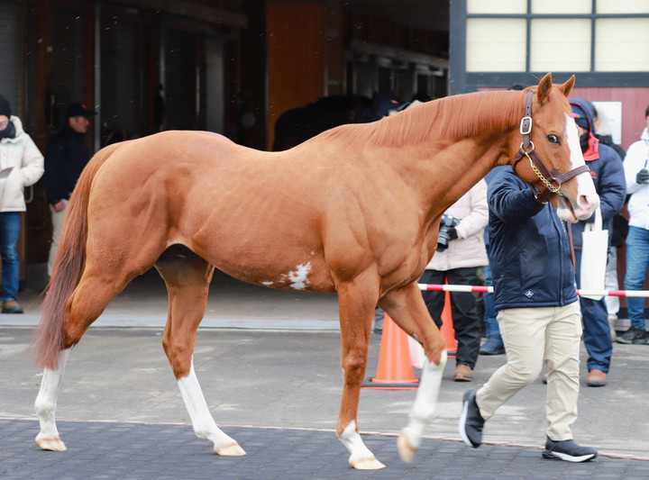 競馬女子部 : 種牡馬展示会week