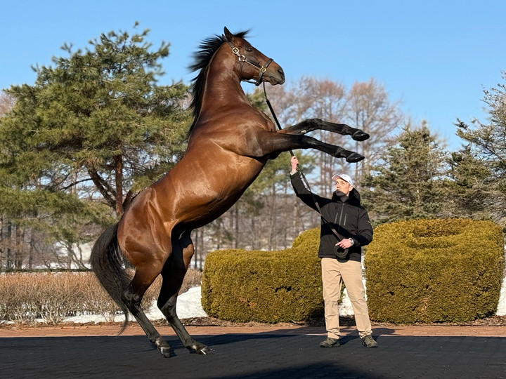 競馬女子部 : 2026種牡馬展示会week