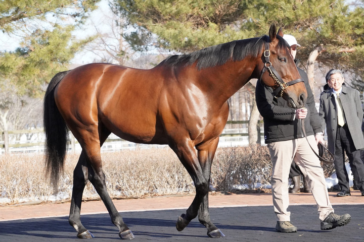 競馬女子部 : 2026種牡馬展示会week