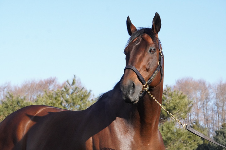 ジェネラス　種牡馬　頭絡プレート　競馬 競馬女子部 : 2026種牡馬展示会week