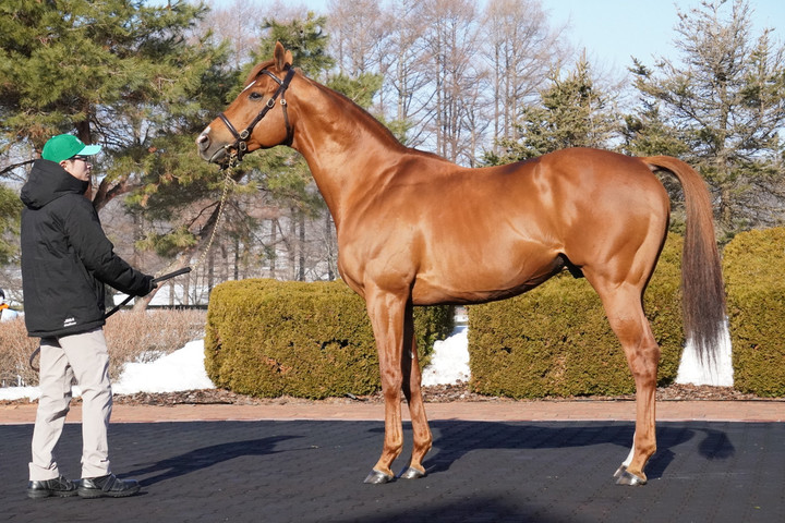 競馬女子部 : 2026種牡馬展示会week