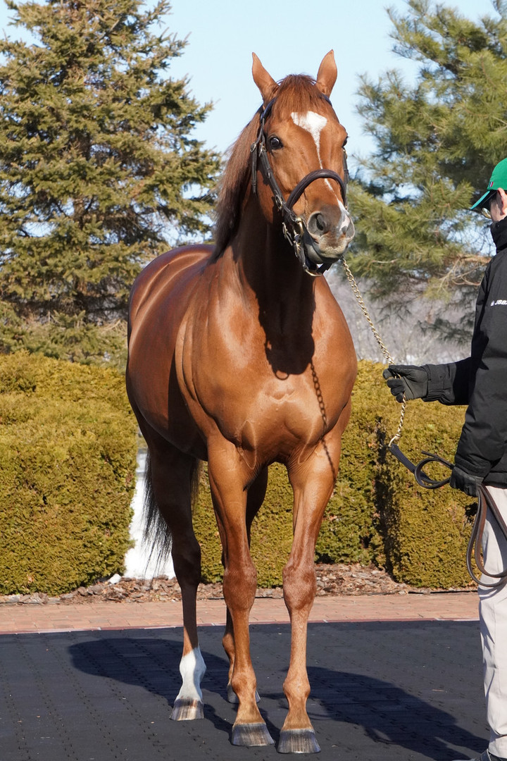 競馬女子部 : 2026種牡馬展示会week